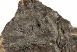 Bargain, Silurian Fossil Crinoid (Scyphocrinites) Plate - Morocco #189913-2